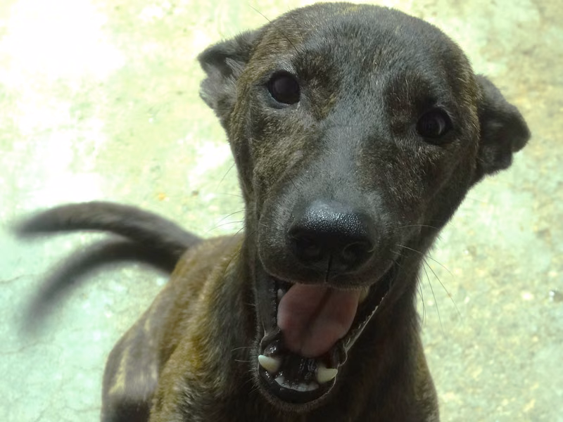 Tabby adult female mixed-breed dog, Medium, shelter no. …1174