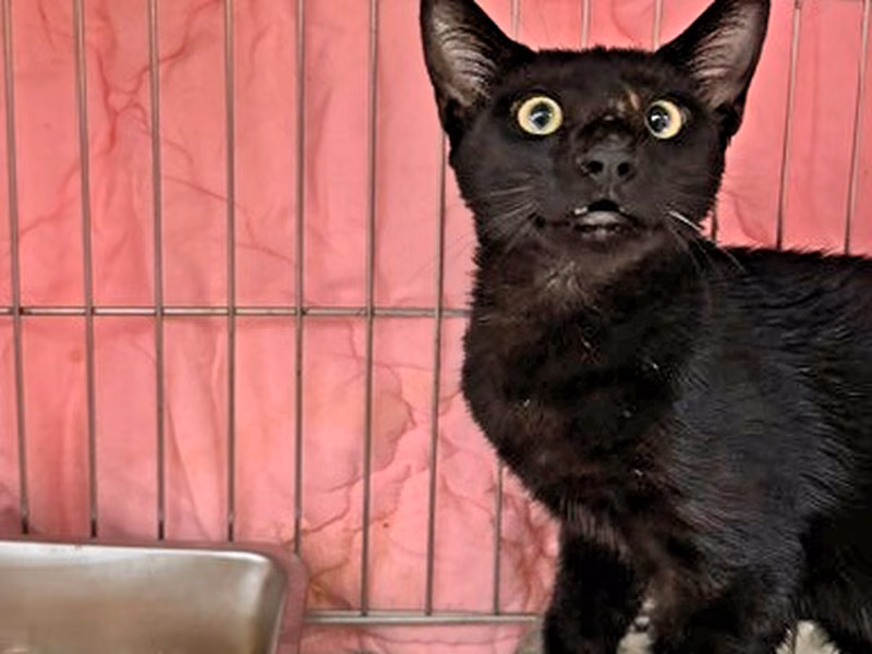 Black adult mixed-breed cat, Medium, shelter no. …8001