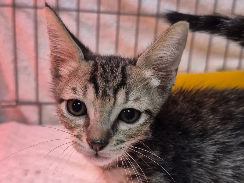 Tabby young male mixed-breed cat, Small, shelter no. …1002