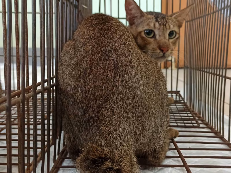 Adult male mixed-breed cat, Small, shelter no. …8C02
