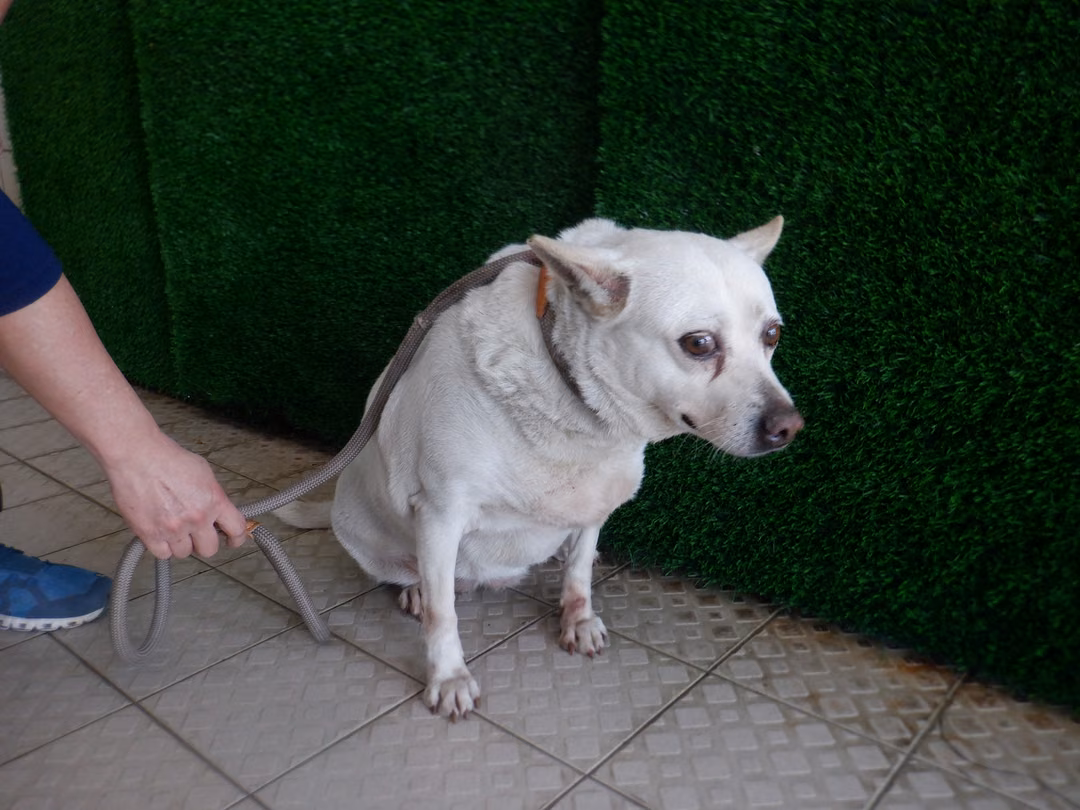 White adult female mixed-breed dog, Medium, shelter no. …1828