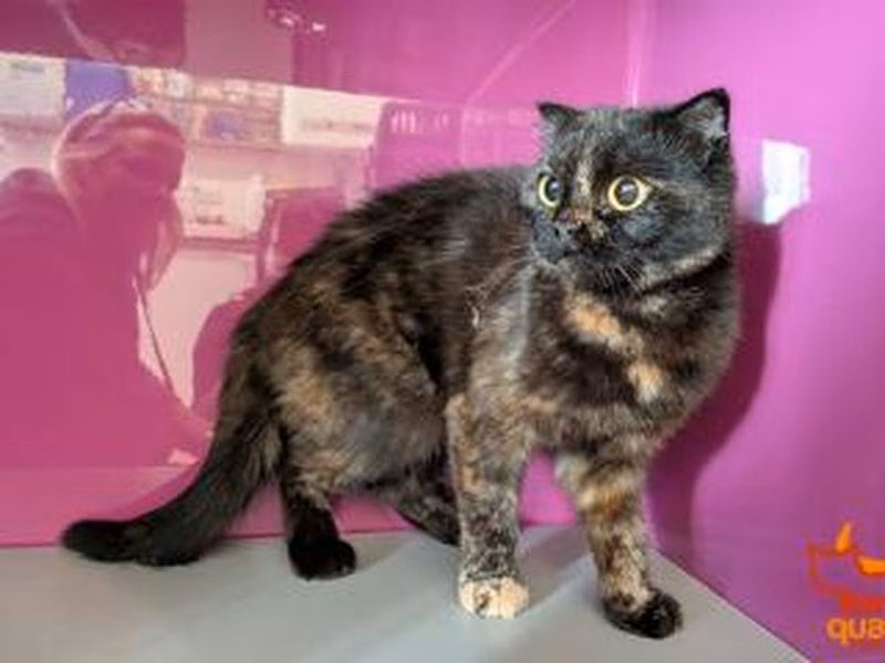 Calico young female Scottish Fold, shelter no. …4113