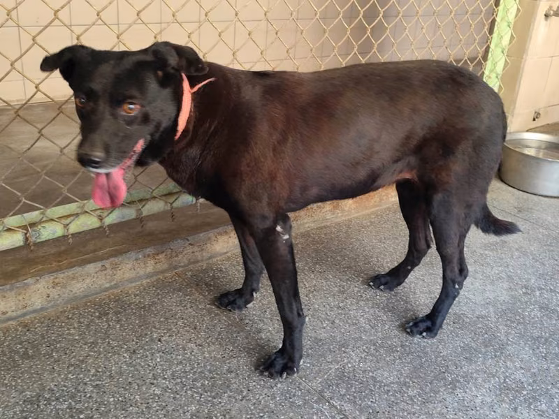Black adult female mixed-breed dog, Large, shelter no. …1102