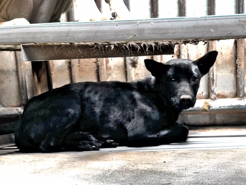 Black adult female mixed-breed dog, Medium, shelter no. …2003