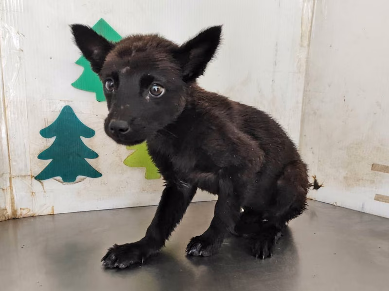 Black young female mixed-breed dog, Medium, shelter no. …1202