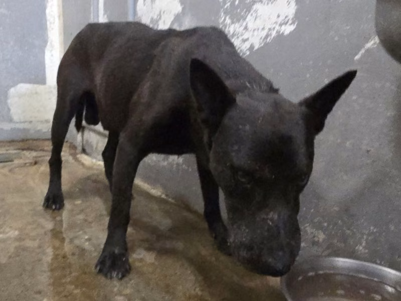 Black adult male mixed-breed dog, Medium, shelter no. …4001