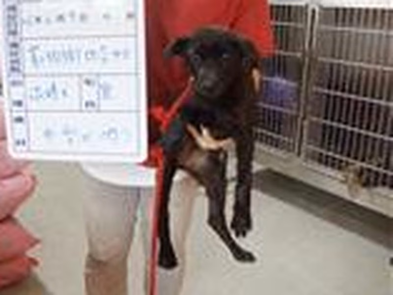 Black female mixed-breed dog, Large, shelter no. …017D