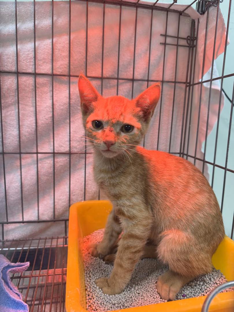 Orange tabby young male mixed-breed cat, Small, shelter no. …0002