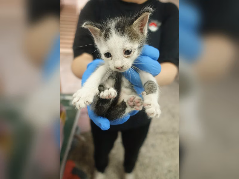 Black-and-white young mixed-breed cat, Small, shelter no. …1782
