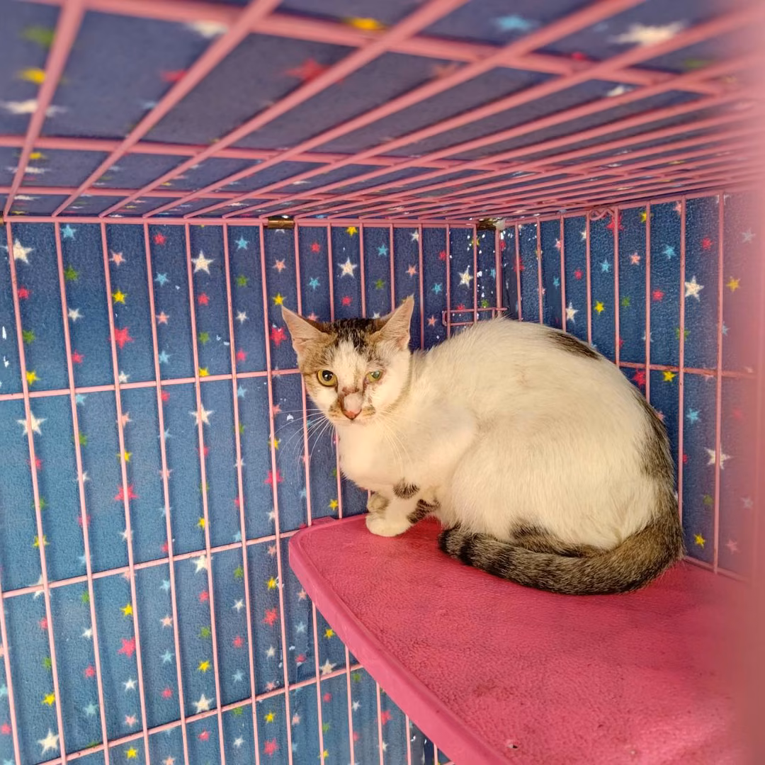 Tabby-and-white adult female mixed-breed cat, Medium, shelter no. …1303