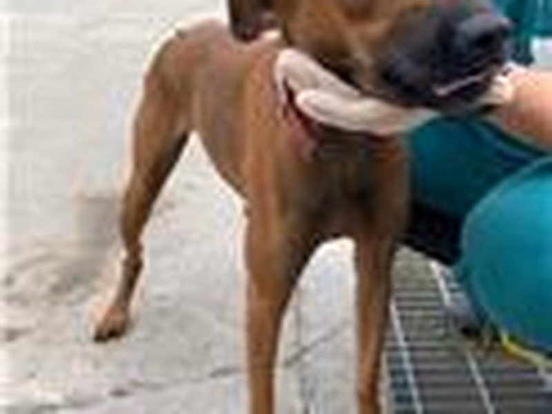 Tan adult female mixed-breed dog, Medium, shelter no. …1011