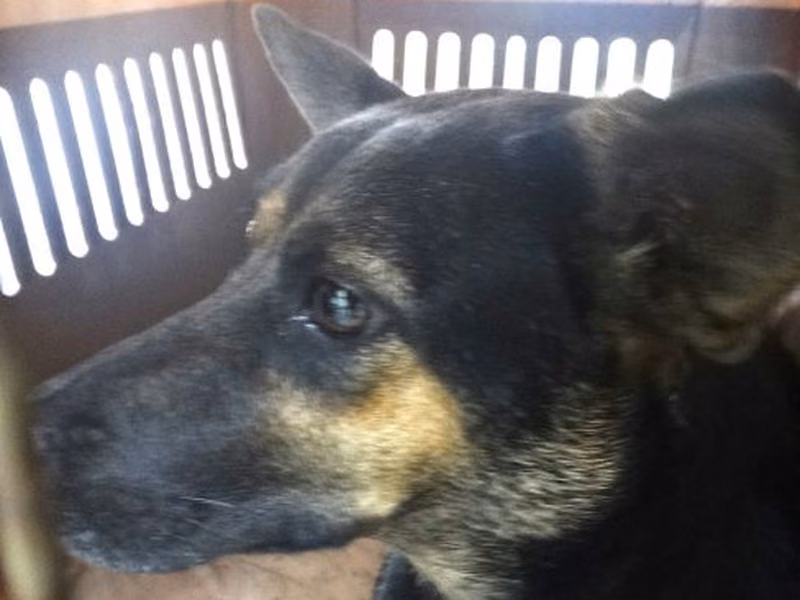 Black-and-brown adult female mixed-breed dog, Large, shelter no. …1341