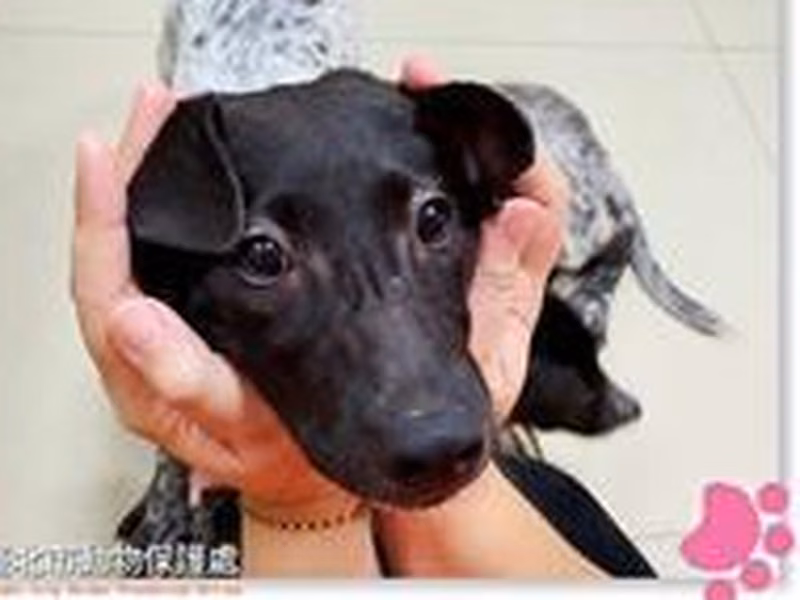 Black-and-white young female mixed-breed dog, Small, shelter no. …2515