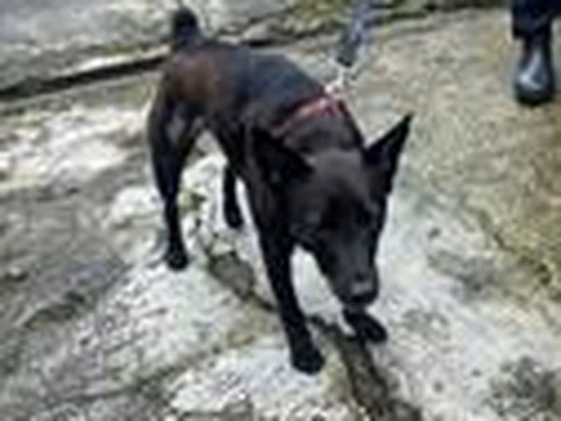 Black adult female mixed-breed dog, Medium, shelter no. …8001