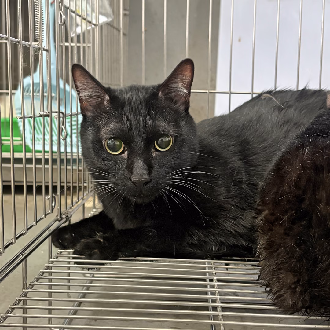 Black adult male mixed-breed cat, Medium, shelter no. …7001