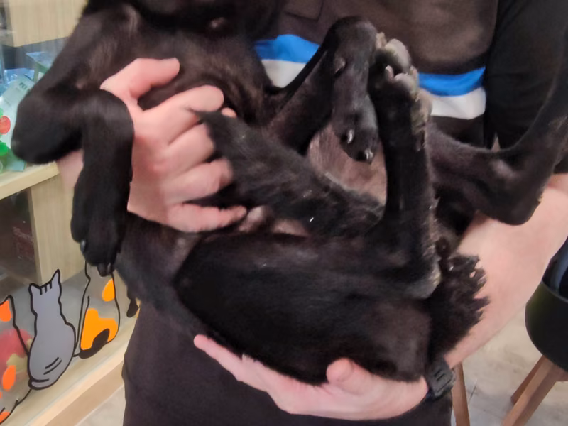 Black young female mixed-breed dog, Medium, shelter no. …2001