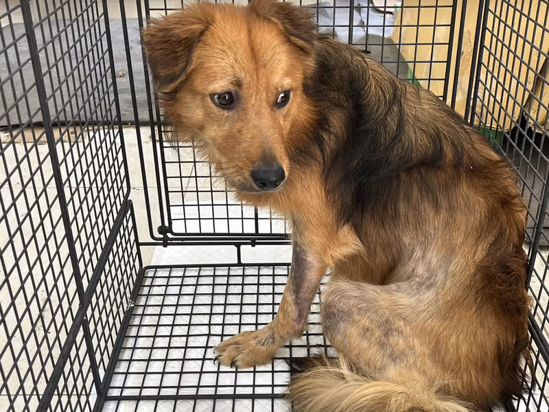 Adult male mixed-breed dog, Medium, shelter no. …0D02