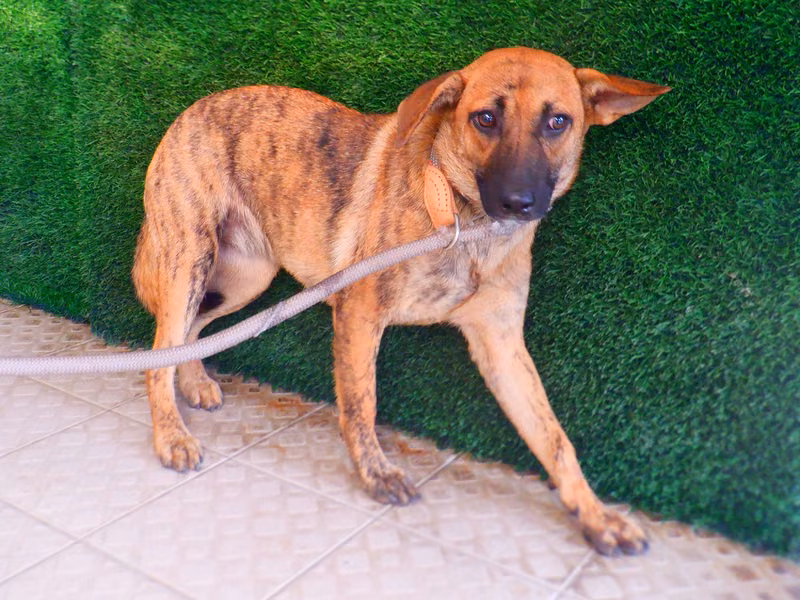Tabby adult female mixed-breed dog, Medium, shelter no. …3098