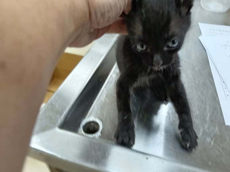 Black young male mixed-breed cat, Small, shelter no. …6005