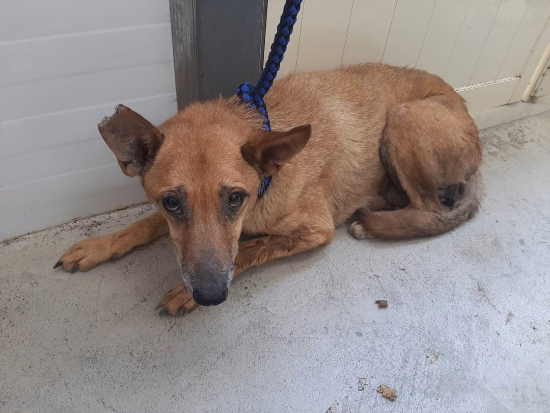 Tan adult male mixed-breed dog, Medium, shelter no. …0703
