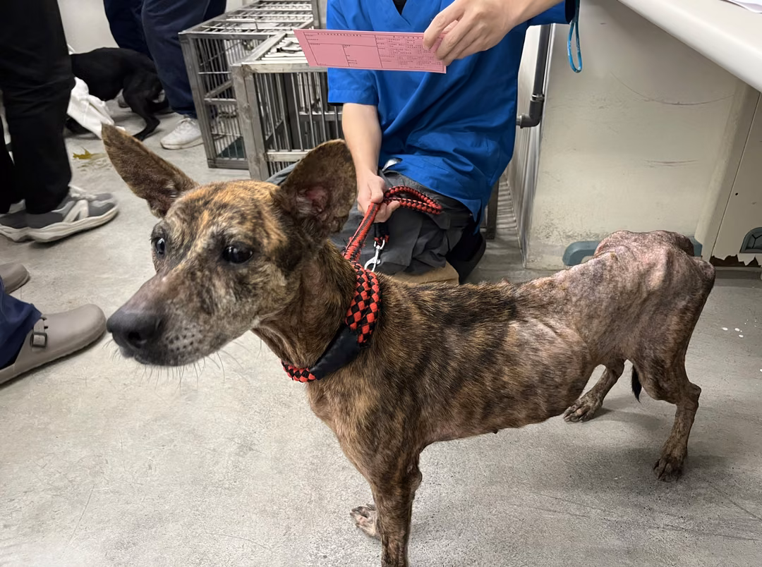 Tabby adult female mixed-breed dog, Medium, shelter no. …1105