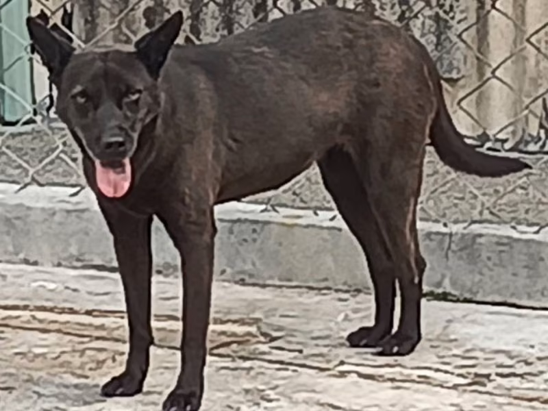 Black adult female mixed-breed dog, Large, shelter no. …011D