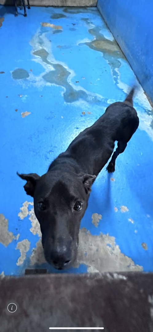 Black adult male mixed-breed dog, Large, shelter no. …9001