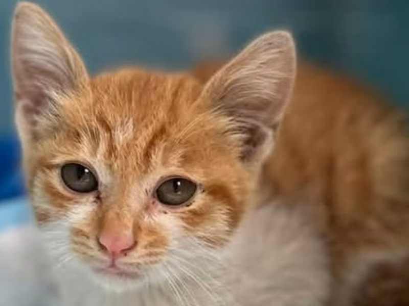 Orange adult male mixed-breed cat, Medium, shelter no. …8005