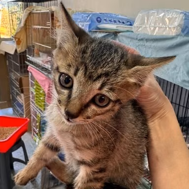 Tabby young mixed-breed cat, Small, shelter no. …4002