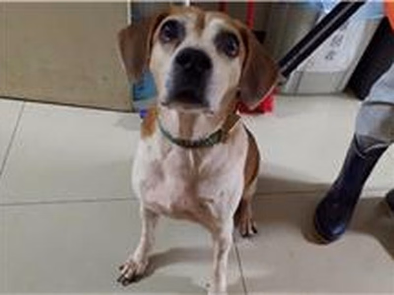 Brown-and-white adult male mixed-breed dog, Medium, shelter no. …1002