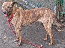 Tabby adult female mixed-breed dog, Medium, shelter no. …1409