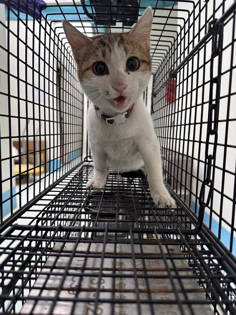 Tabby-and-white adult female mixed-breed cat, Large, shelter no. …4007