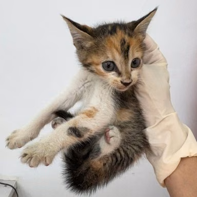 Pusang halo ang lahi (Babae, Bata, tatlong kulay), Maliit, blg. ng shelter …6009