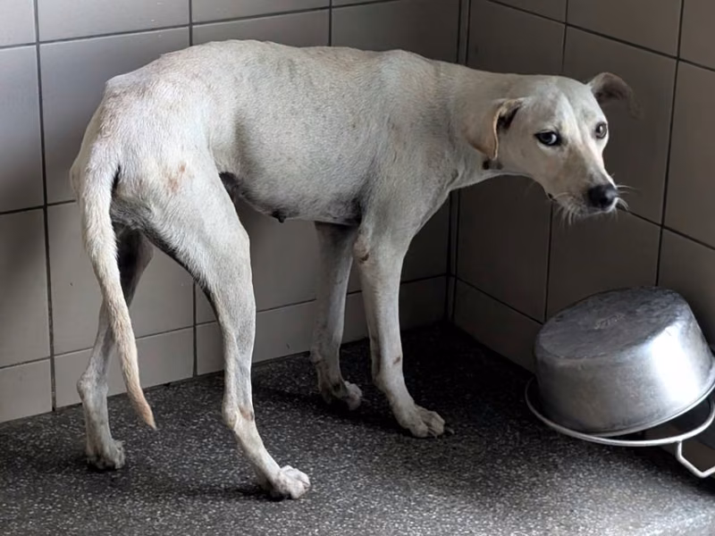 White adult female mixed-breed dog, Large, shelter no. …2406