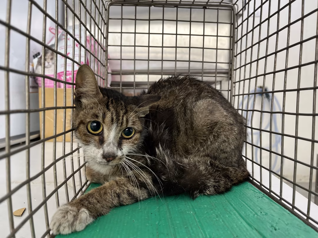 Tabby-and-white adult female mixed-breed cat, Medium, shelter no. …1501