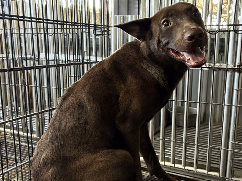 Brown adult male mixed-breed dog, Medium, shelter no. …0008