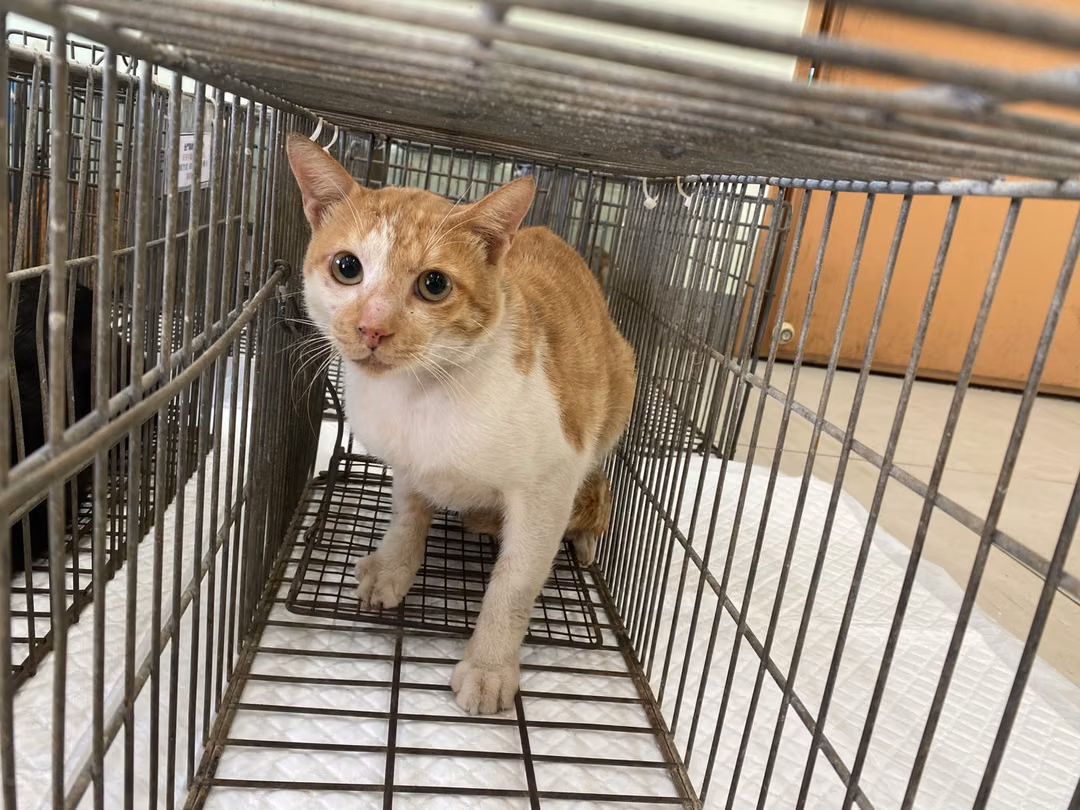 Adult male mixed-breed cat, Small, shelter no. …0C05