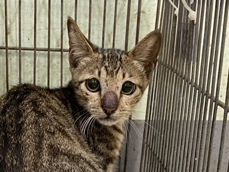 Adult male mixed-breed cat, Small, shelter no. …1C01