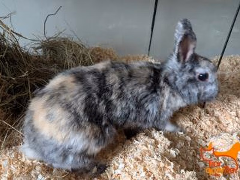 Adult female Rabbit, shelter no. …4219