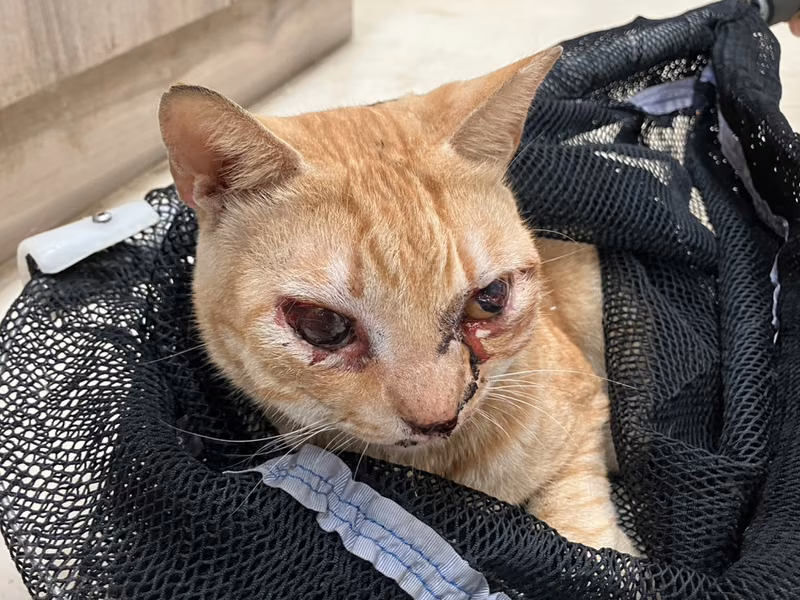 Orange adult male mixed-breed cat, Medium, shelter no. …2001