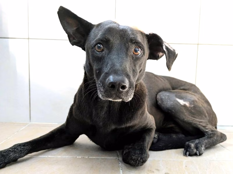 Black adult female mixed-breed dog, Medium, shelter no. …4002