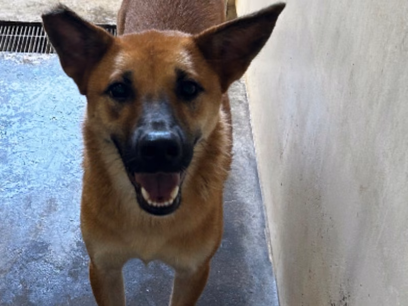 Tan adult female mixed-breed dog, Medium, shelter no. …0073