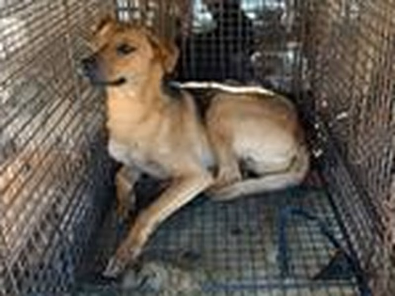 Tan adult male mixed-breed dog, Large, shelter no. …4032