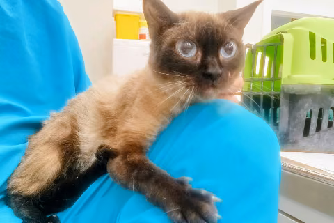 Mrs. Siam, Adult · Female · Small · Siamese