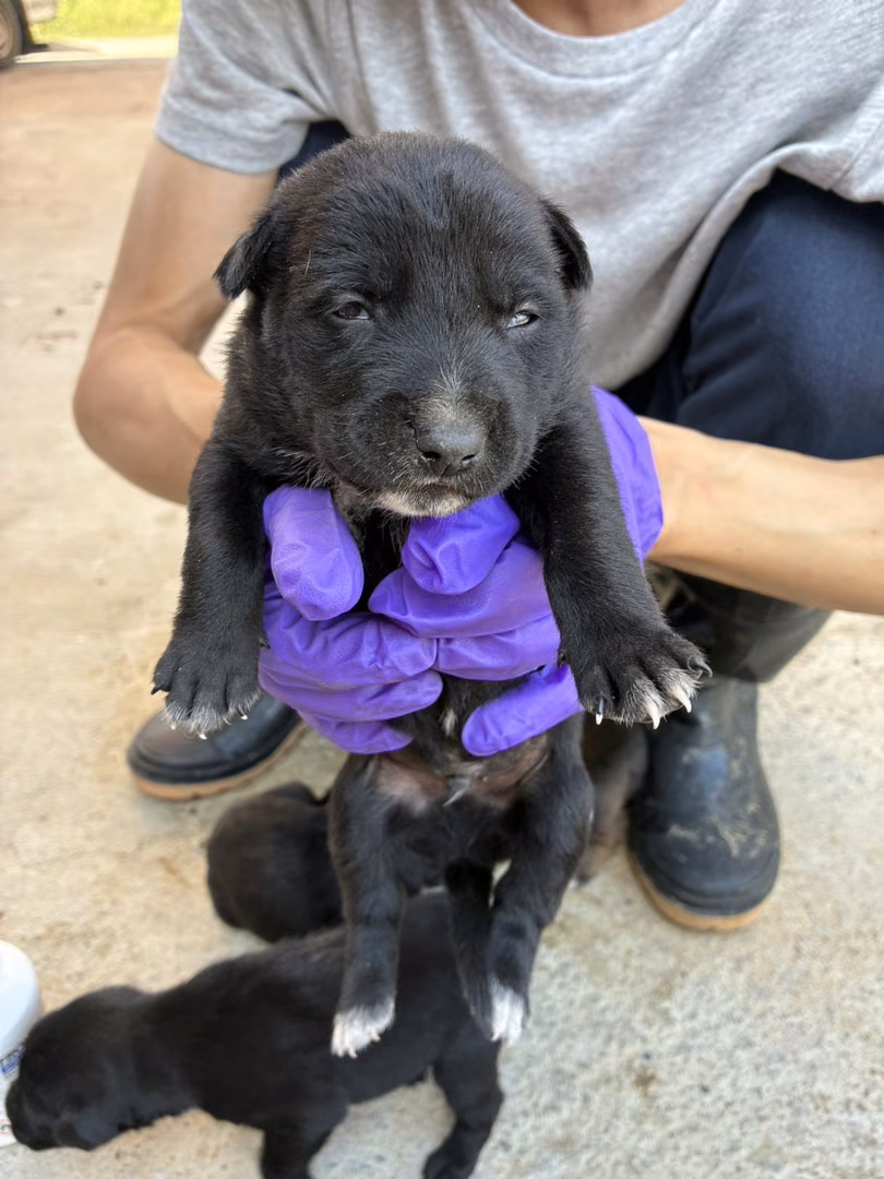 Black young male mixed-breed dog, Small, shelter no. …6017