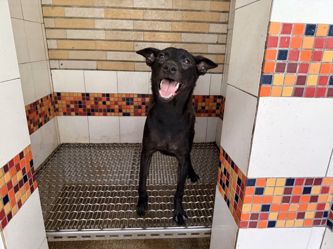 Black adult male mixed-breed dog, Medium, shelter no. …15B4