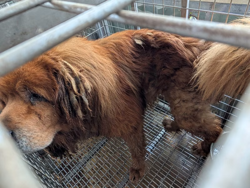 Tan adult male Tibetan Mastiff, Large, shelter no. …3105