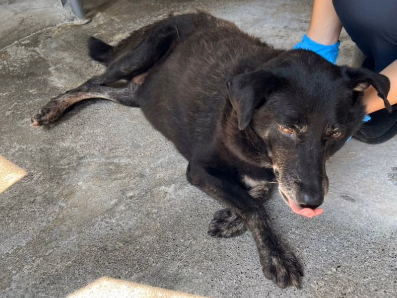 Black adult female mixed-breed dog, Large, shelter no. …040D