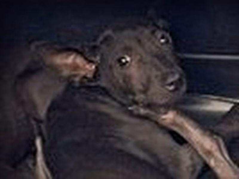 Black young mixed-breed dog, Small, shelter no. …4003