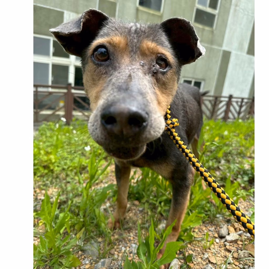 Black-and-brown adult male mixed-breed dog, Large, shelter no. …3001